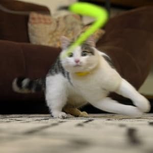 Interactive Cat Wand Toy Set – Telescopic Wand with Feather, Worm, Fish & Butterfly Refills – Exercise Toy for Indoor Cats