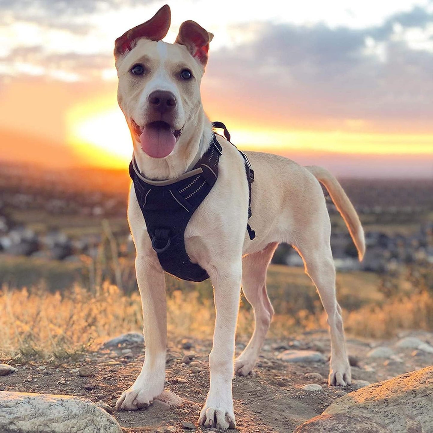 Dog Harness No Pull – Adjustable Soft Padded Vest with 2 Leash Clips, Reflective, No Choke Design, Easy Control Handle