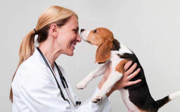 Dog Health & Wellness