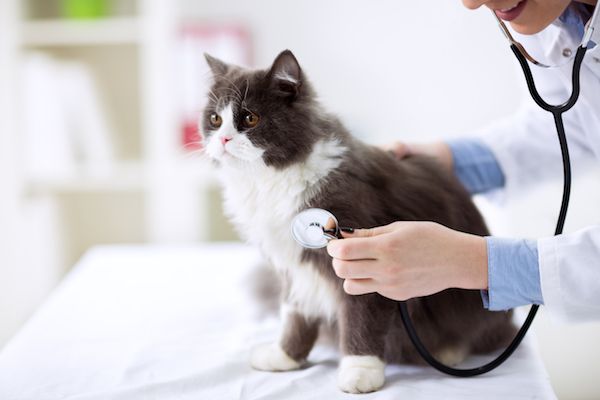 Cat Health & Wellness