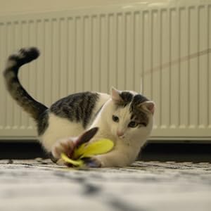 Interactive Cat Wand Toy Set – Telescopic Wand with Feather, Worm, Fish & Butterfly Refills – Exercise Toy for Indoor Cats